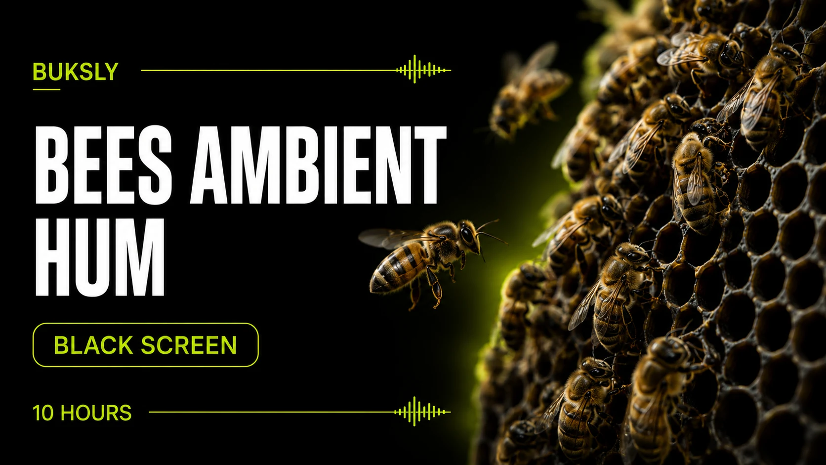 Bees Ambient Hum Black Screen 10 Hours — Episode 2 cover image