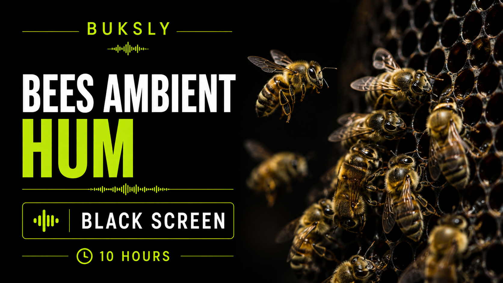 Bees Ambient Hum Black Screen 10 Hours — Episode 7 cover image